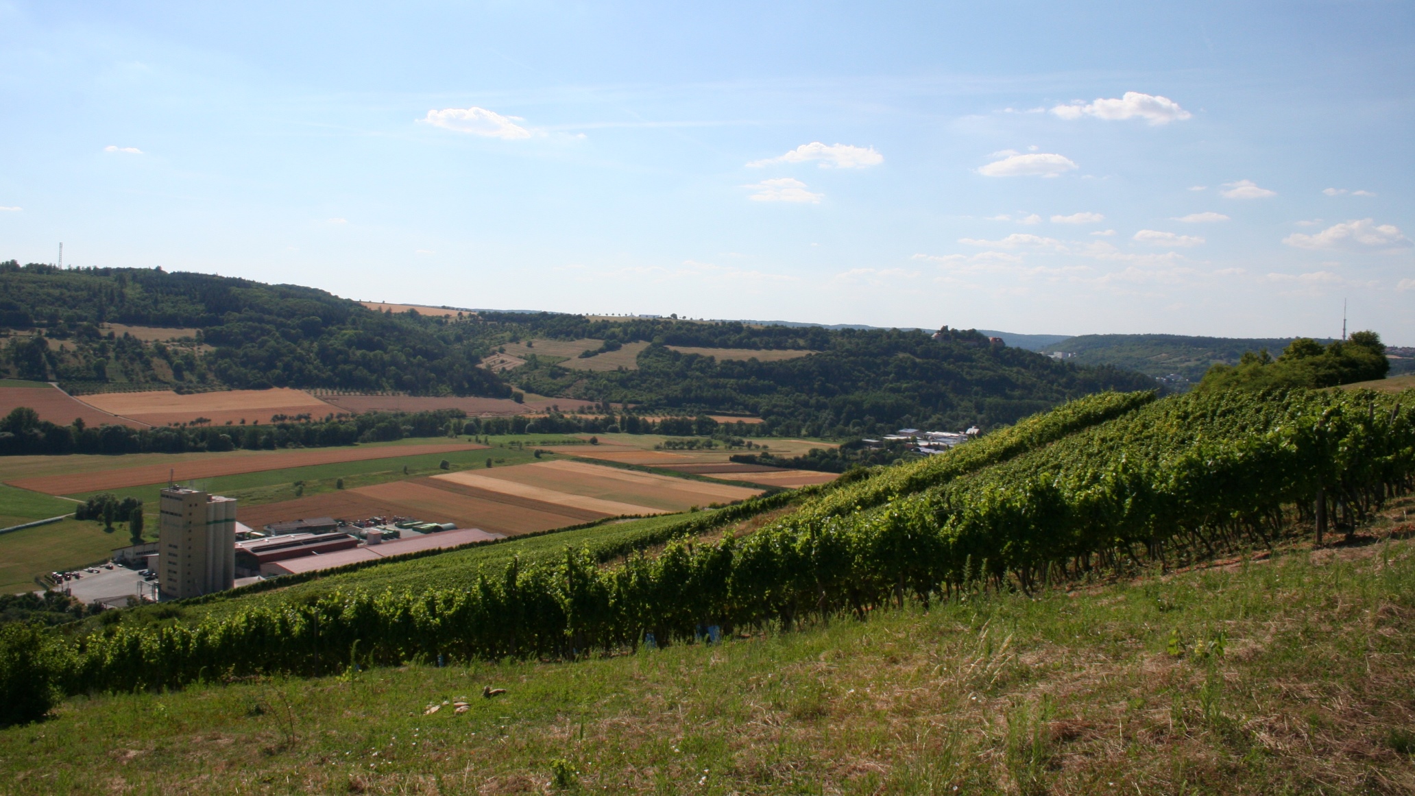 Markelsheim is surrounded by brachtvollen vineyards.